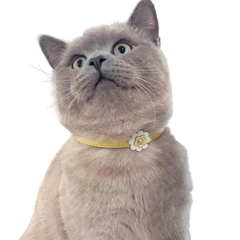 DOGUE Gelato Flower Leather Cat Collar